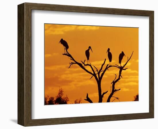 Wood Stork, Lake Corpus Christi, Texas, USA-Rolf Nussbaumer-Framed Photographic Print
