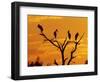 Wood Stork, Lake Corpus Christi, Texas, USA-Rolf Nussbaumer-Framed Photographic Print