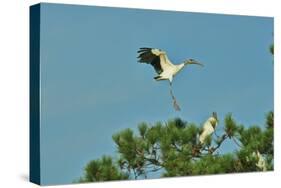 Wood Stork Landing on Tree Branch-Gary Carter-Stretched Canvas