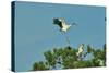 Wood Stork Landing on Tree Branch-Gary Carter-Stretched Canvas