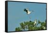 Wood Stork Landing on Tree Branch-Gary Carter-Framed Stretched Canvas