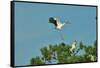 Wood Stork Landing on Tree Branch-Gary Carter-Framed Stretched Canvas