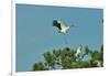 Wood Stork Landing on Tree Branch-Gary Carter-Framed Photographic Print