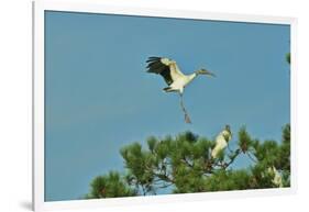 Wood Stork Landing on Tree Branch-Gary Carter-Framed Photographic Print