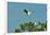 Wood Stork Landing on Tree Branch-Gary Carter-Framed Photographic Print