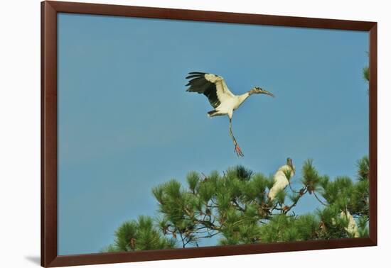 Wood Stork Landing on Tree Branch-Gary Carter-Framed Photographic Print