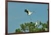 Wood Stork Landing on Tree Branch-Gary Carter-Framed Photographic Print