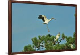 Wood Stork Landing on Tree Branch-Gary Carter-Framed Photographic Print