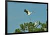 Wood Stork Landing on Tree Branch-Gary Carter-Framed Photographic Print