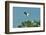 Wood Stork Landing on Tree Branch-Gary Carter-Framed Photographic Print