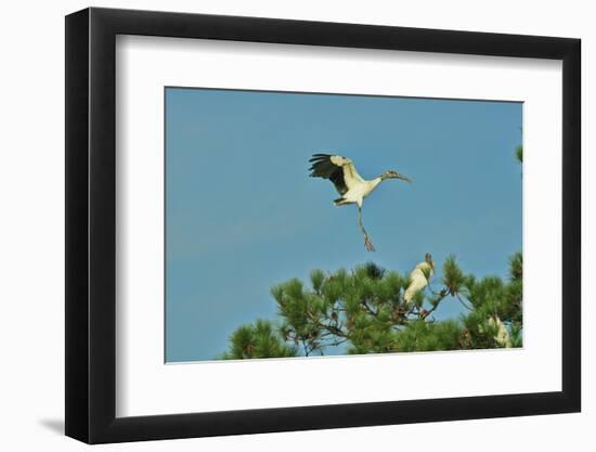 Wood Stork Landing on Tree Branch-Gary Carter-Framed Photographic Print