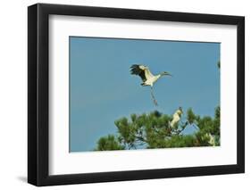 Wood Stork Landing on Tree Branch-Gary Carter-Framed Photographic Print