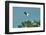 Wood Stork Landing on Tree Branch-Gary Carter-Framed Photographic Print