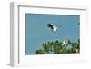 Wood Stork Landing on Tree Branch-Gary Carter-Framed Photographic Print