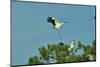 Wood Stork Landing on Tree Branch-Gary Carter-Mounted Photographic Print