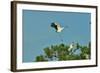 Wood Stork Landing on Tree Branch-Gary Carter-Framed Photographic Print