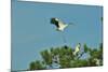 Wood Stork Landing on Tree Branch-Gary Carter-Mounted Photographic Print