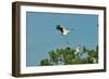 Wood Stork Landing on Tree Branch-Gary Carter-Framed Photographic Print