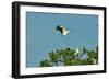 Wood Stork Landing on Tree Branch-Gary Carter-Framed Photographic Print