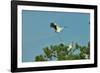 Wood Stork Landing on Tree Branch-Gary Carter-Framed Photographic Print