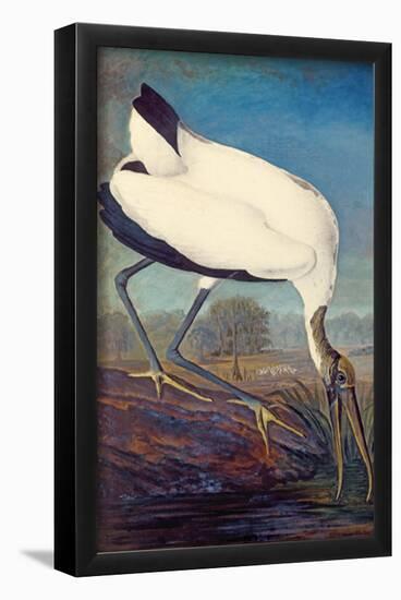 Wood Stork-null-Framed Poster