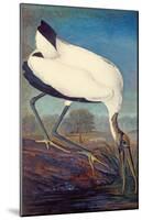 Wood Stork-null-Mounted Poster