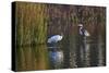 Wood Stork-Gary Carter-Stretched Canvas