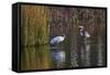 Wood Stork-Gary Carter-Framed Stretched Canvas