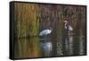 Wood Stork-Gary Carter-Framed Stretched Canvas