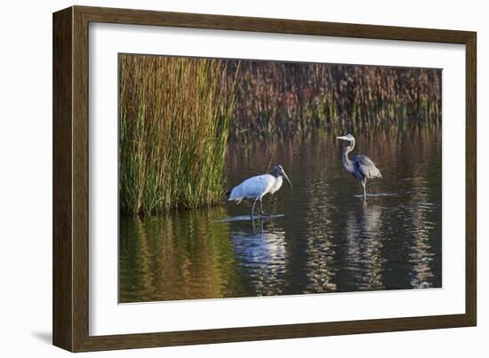 Wood Stork-Gary Carter-Framed Photographic Print