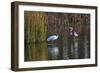 Wood Stork-Gary Carter-Framed Photographic Print