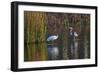 Wood Stork-Gary Carter-Framed Photographic Print