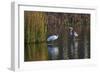 Wood Stork-Gary Carter-Framed Photographic Print