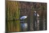 Wood Stork-Gary Carter-Mounted Photographic Print