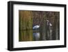 Wood Stork-Gary Carter-Framed Photographic Print