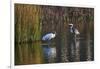 Wood Stork-Gary Carter-Framed Photographic Print