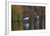 Wood Stork-Gary Carter-Framed Photographic Print