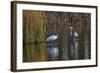 Wood Stork-Gary Carter-Framed Photographic Print