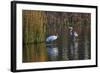 Wood Stork-Gary Carter-Framed Photographic Print