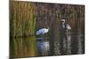 Wood Stork-Gary Carter-Mounted Photographic Print