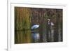 Wood Stork-Gary Carter-Framed Photographic Print