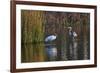 Wood Stork-Gary Carter-Framed Photographic Print