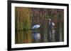 Wood Stork-Gary Carter-Framed Photographic Print