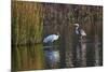 Wood Stork-Gary Carter-Mounted Photographic Print