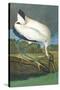 Wood Stork-John James Audubon-Stretched Canvas