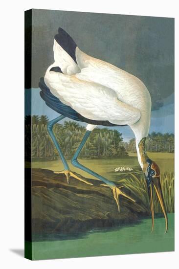 Wood Stork-John James Audubon-Stretched Canvas