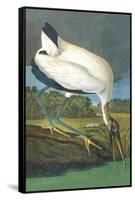 Wood Stork-John James Audubon-Framed Stretched Canvas