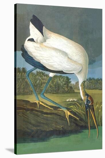 Wood Stork-John James Audubon-Stretched Canvas