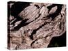 Wood Texture on Tree in the Mountains of Lazio Italy-null-Stretched Canvas