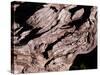 Wood Texture on Tree in the Mountains of Lazio Italy-null-Stretched Canvas